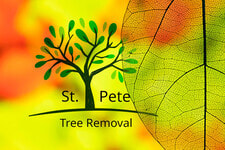 St. Pete Tree Removal